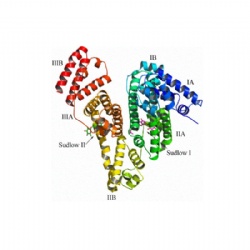 Bovine Serum Albumin