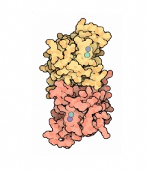 Superoxide Dismutase (SOD) ex. Bovine